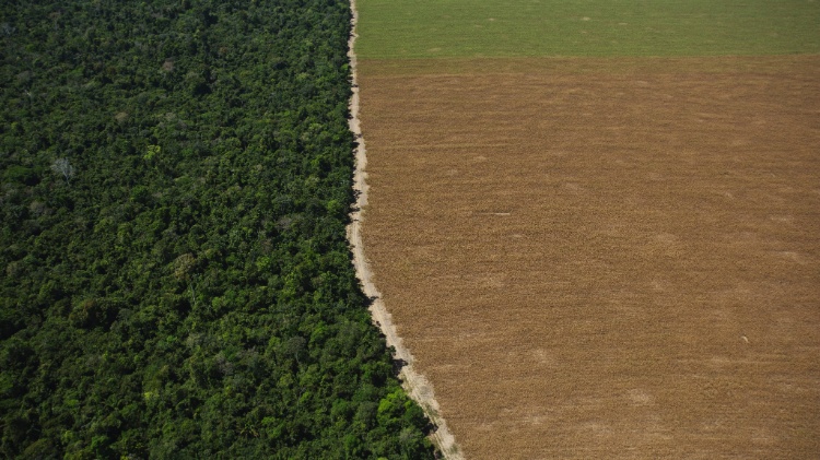 ‘Carne artificial’: como ciência pode ajudar a preservar florestas e reduzir CO2 – 07/05/2022