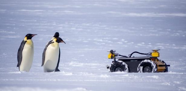 Robô ‘vive’ com pinguins na Antártida para os salvar de serem extintos