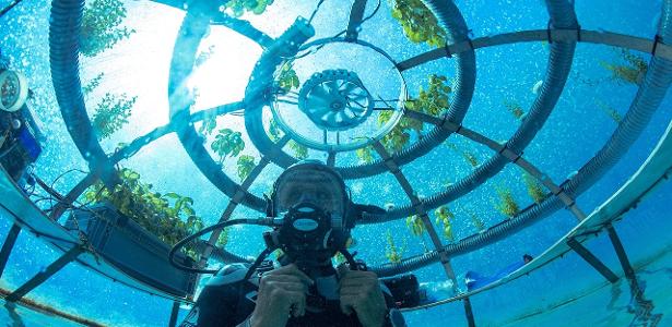 Start-up cria agricultura no fundo do mar: mais saudável e sustentável