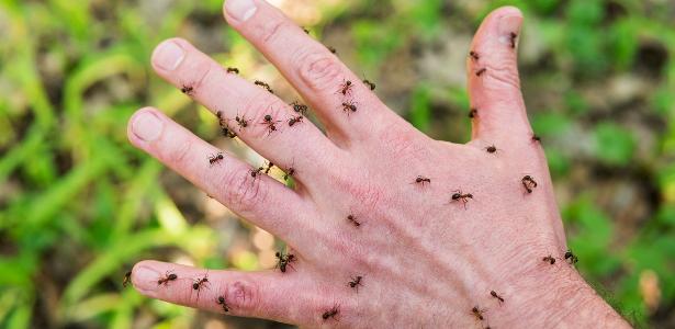 Como resolver infestação de formigas em um aparelho eletrônico?