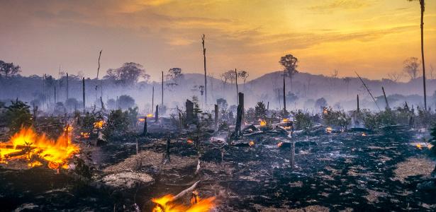 Pesquisa usa inteligência artificial contra desmatamento na Amazônia